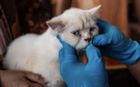 Inilah Biaya Vaksin Kucing di Puskeswan Inilah Biaya Vaksin Kucing di Puskeswan