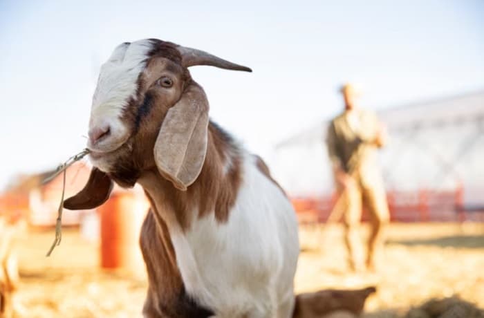 Lebih Utama Mana Kurban Kambing atau Sapi? Begini Kata Ulama