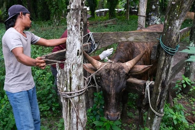 Ratusan Kasus PMK Muncul di Jabar, Kementan Distribusikan 151.000 Dosis Vaksin 