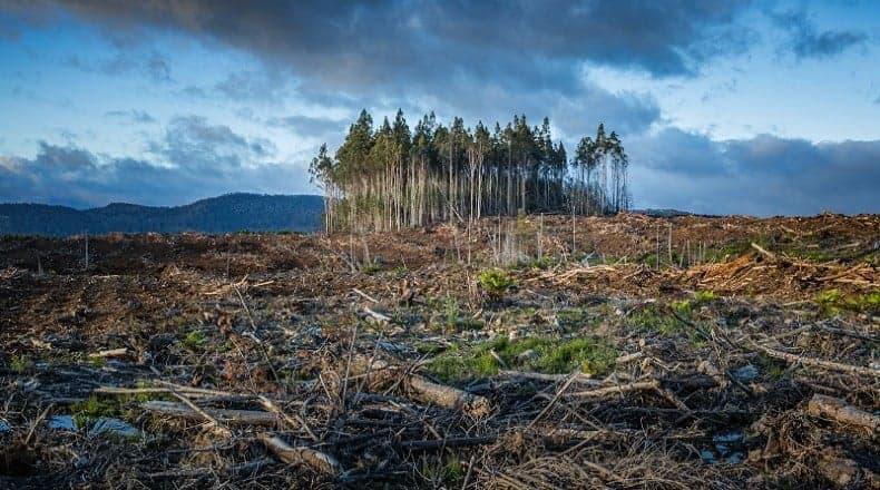 BMKG Ungkap Bukti Nyata Perubahan Iklim, Curah Hujan di RI Meningkat
