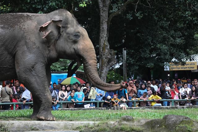 Ragunan Akan Tindak Tegas Pengunjung Nekat Terobos Batas Kandang Gajah, Pengawasan Diperketat