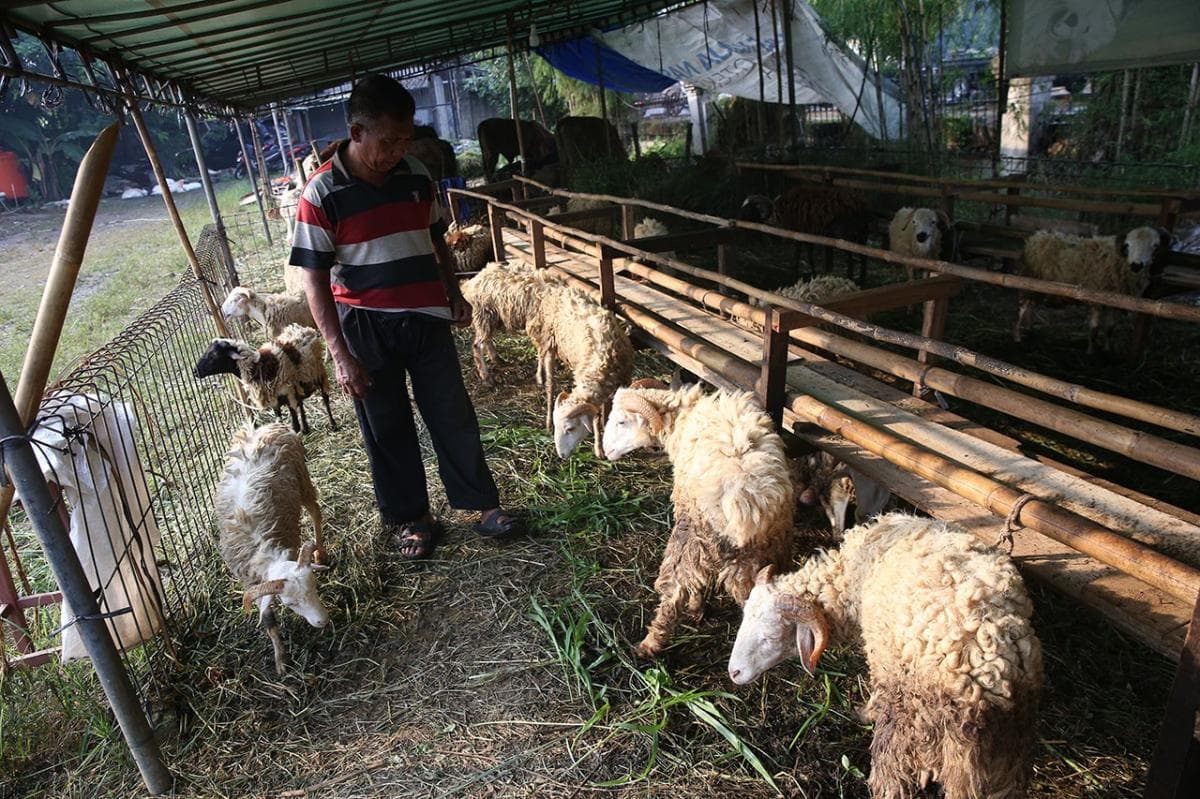 Satpol PP Jakarta Larang Pedagang Jual Hewan Kurban di Trotoar, bakal Tindak yang Membandel