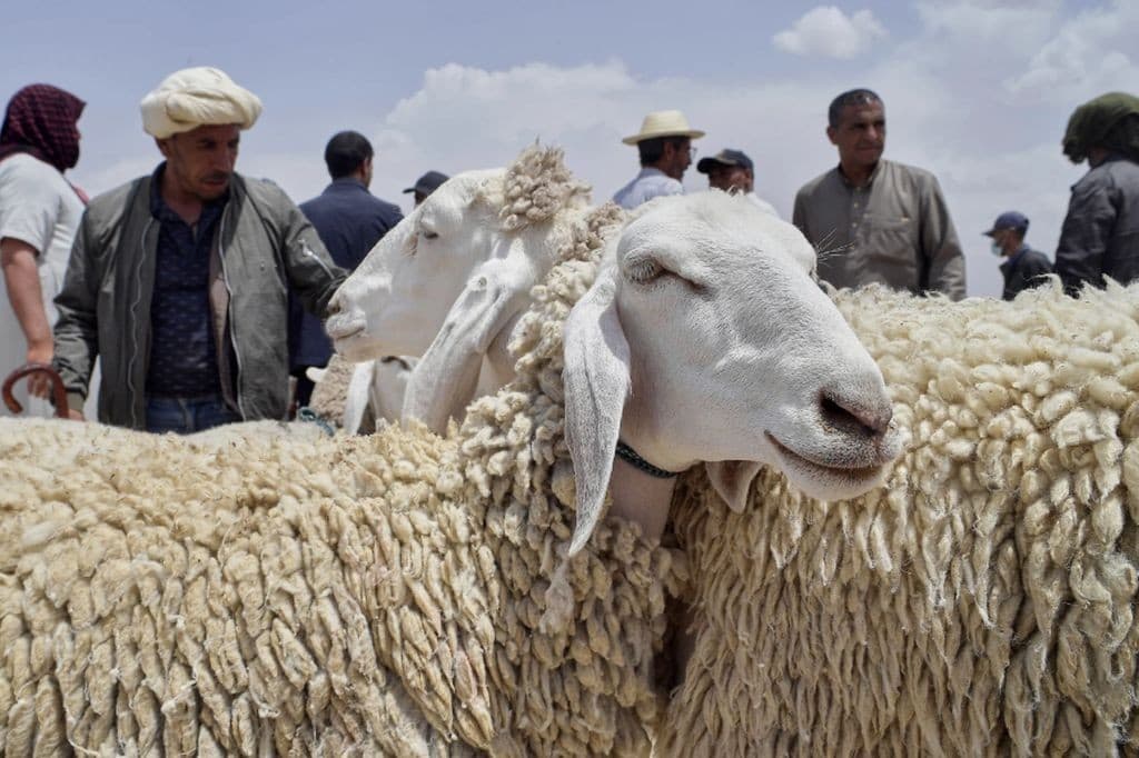 Kurban ke Palestina Kian Diminati Orang Indonesia, Ini Faktanya! 