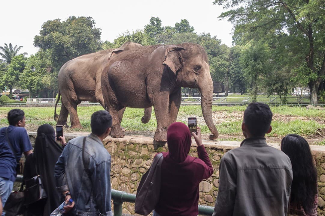Buntut Video Viral Anak Masuk Batas Kandang Gajah, Ragunan Perketat Pengawasan Pengunjung