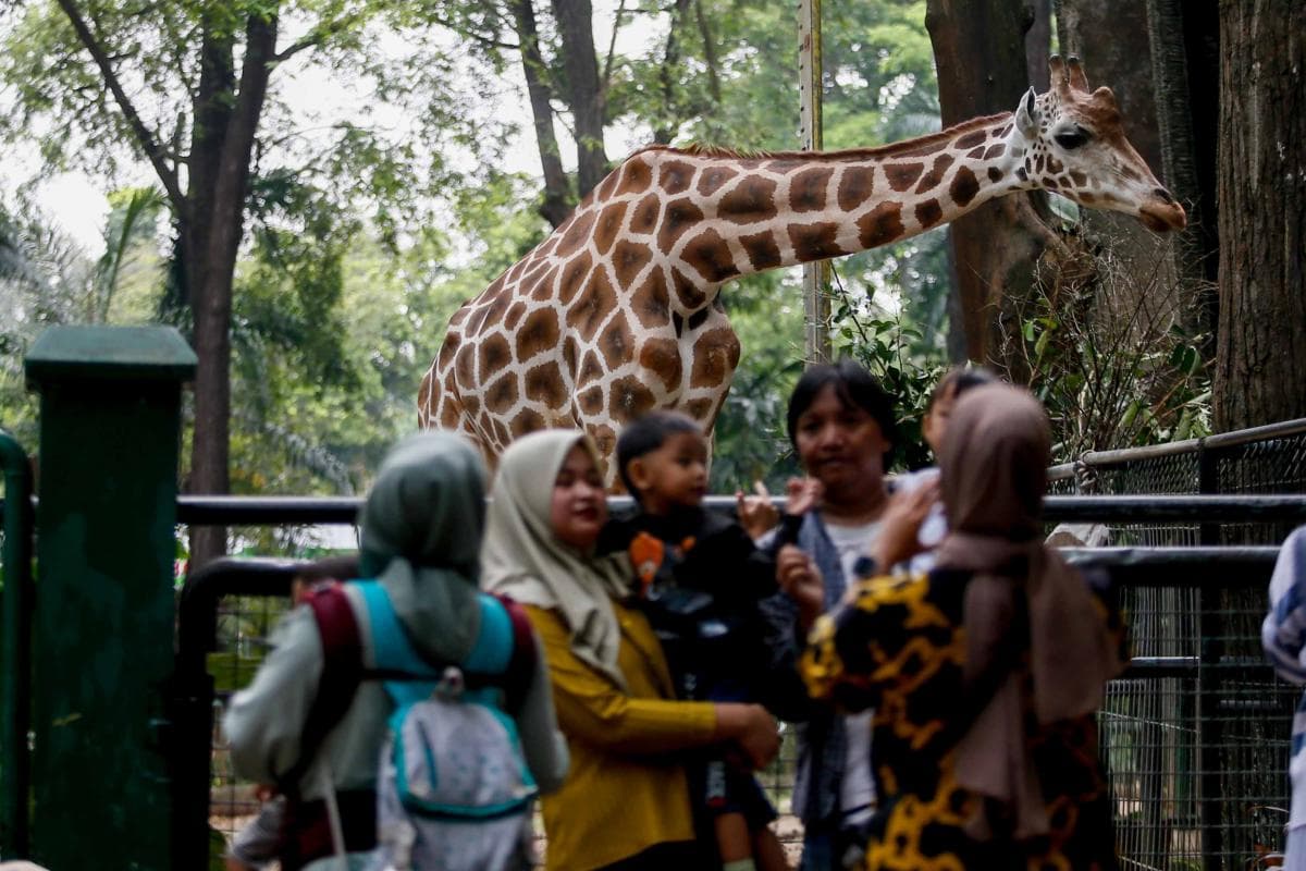Hore! Ragunan Buka sampai Malam di Long Weekend Paskah