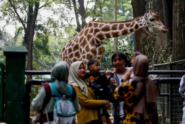 Hore! Ragunan Buka sampai Malam di Long Weekend Paskah
