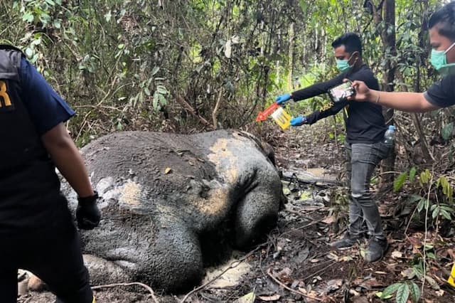 Geger! Bangkai Gajah Sumatera Ditemukan Tanpa Kepala di Pelalawan Riau