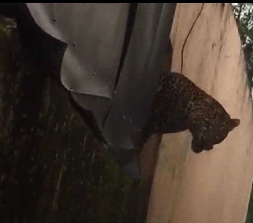 Macan Tutul Teror Warga Maruyung Bandung, 2 Orang Terluka