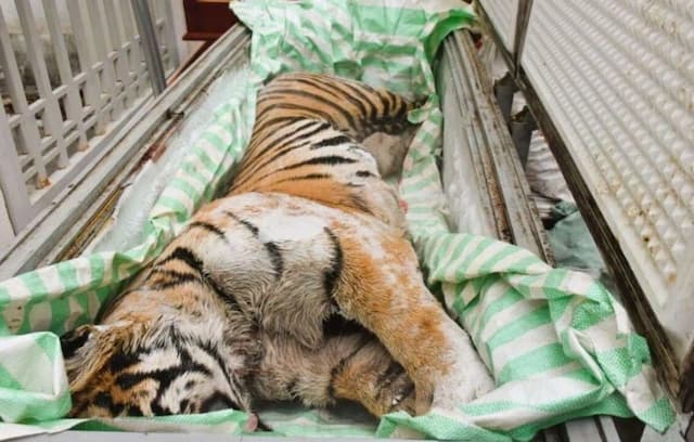 Miris! 2 Bangkai Harimau Dewasa Disembunyikan di Freezer, Hendak Dijadikan Obat Tulang