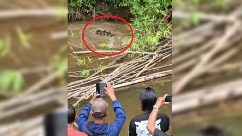 Tragis! Wanita Pencari Kerang Diterkam Buaya di Sungai Luan Boya Aceh