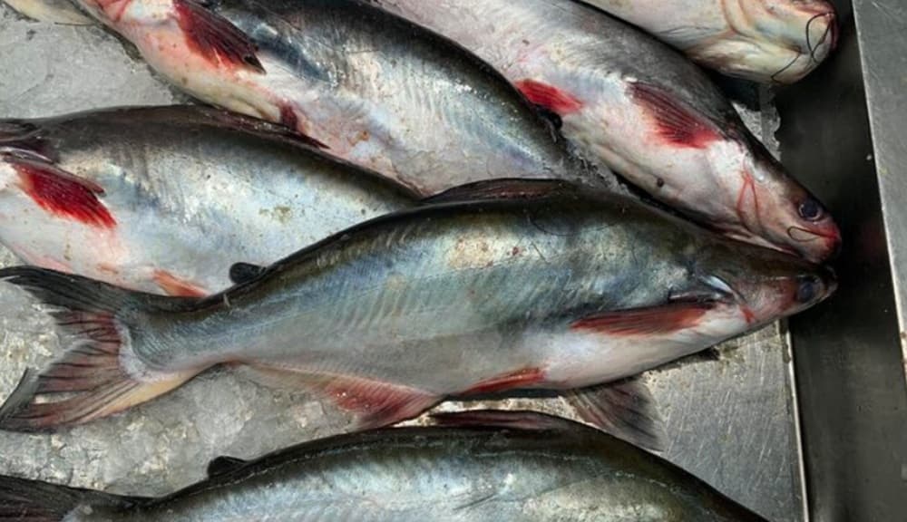 RI Siap Ekspor Ikan Patin ke Arab Saudi untuk Konsumsi Jemaah Haji