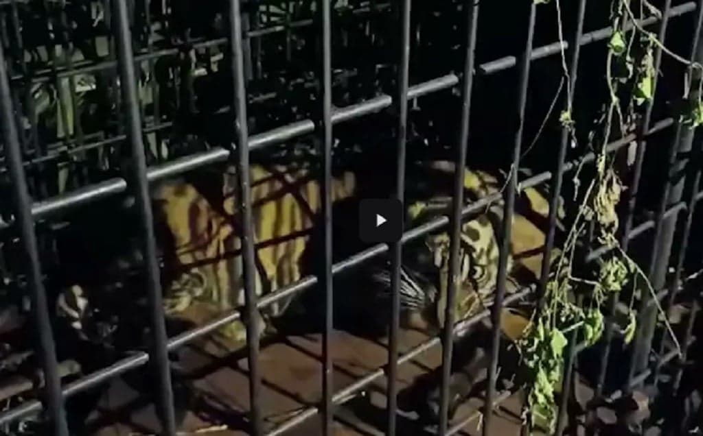 Anak Harimau Sumatera di Pelalawan Masuk Perangkap usai Mangsa Ternak Warga