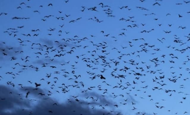 Viral! Ribuan Burung Gagak Bikin Langit Tel Aviv Jadi Gelap, Netizen: Pertanda Bencana