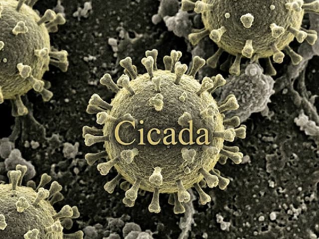Asal Usul Nama Cicada, Julukan Covid-19 Varian Baru yang Mulai Menggila
