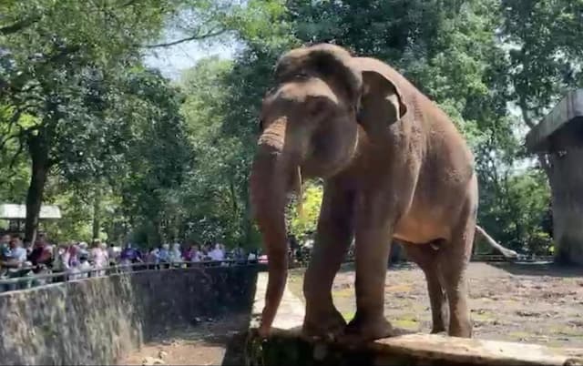 Sejarah Pemindahan Kebun Binatang dari Cikini ke Ragunan, Gajah Tertua Jadi Saksi Hidup 