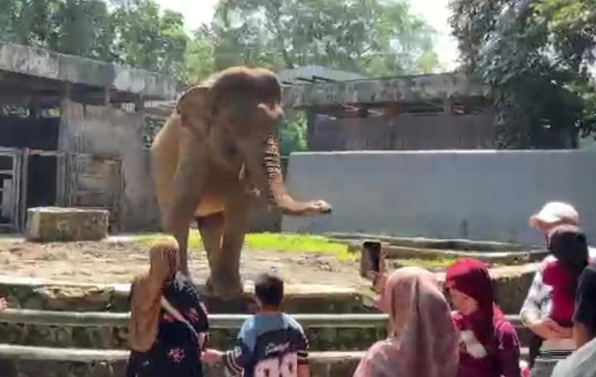 Cerita Satwa Ragunan Lepas dari Kandang: Gajah Nurut Dipanggil Pulang Tanpa Dibius