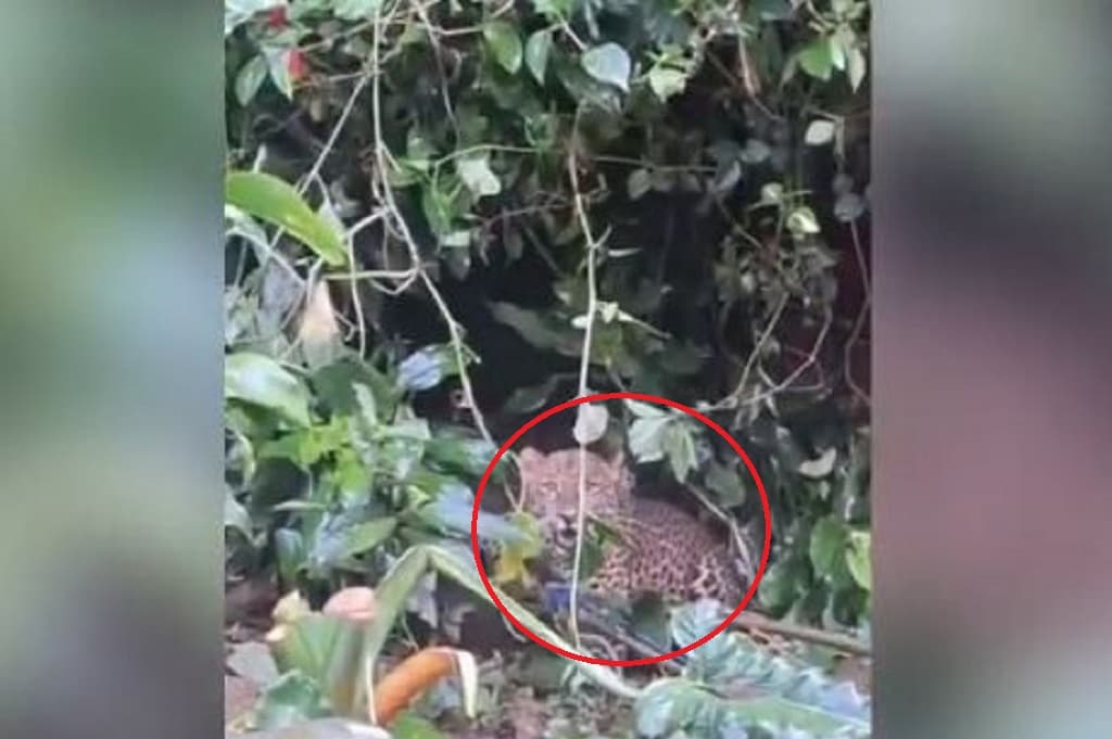 Heboh Macan Tutul Turun Gunung, Masuk Permukiman Warga di Cisarua Bogor