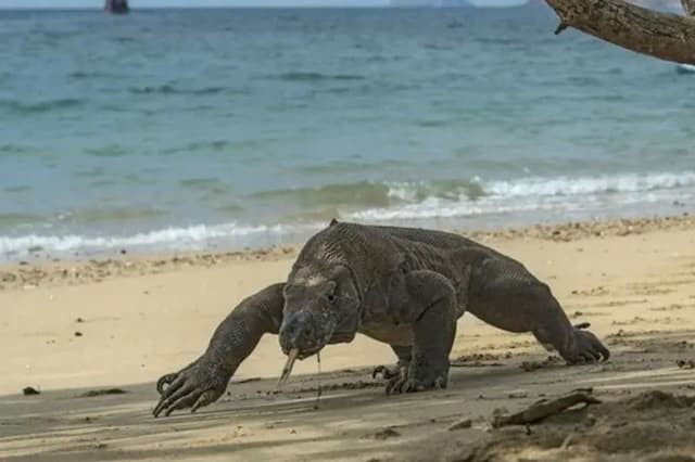 Polda Jatim Gagalkan Penyelundupan Komodo ke Thailand, Per Ekor Dijual Rp500 Juta!