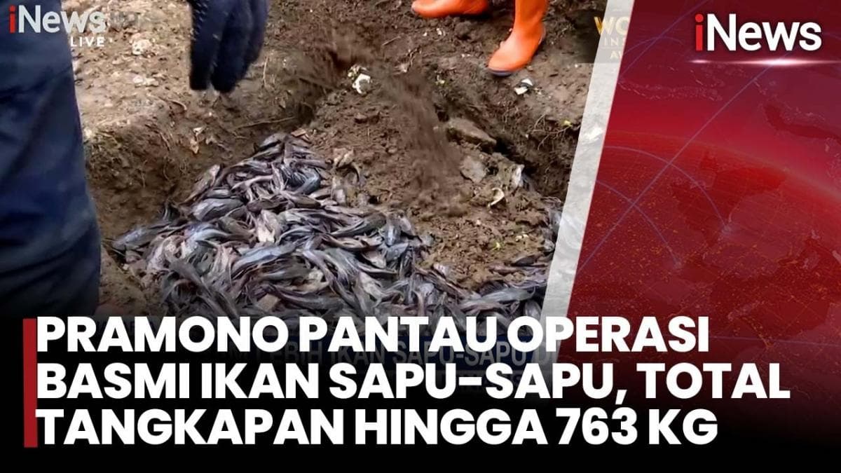 Pramono Anung Bakal Bentuk PJLP Khusus Kendalikan Populasi Ikan Sapu-sapu di Jakarta