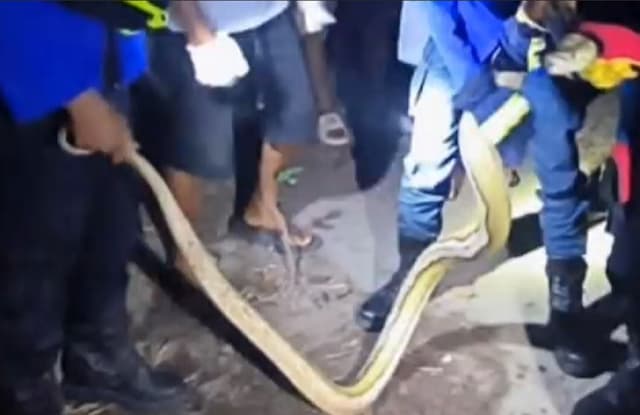 Geger Ular Piton Peliharaan Lepas Bikin Warga Jogja Panik, Damkar Turun Tangan
