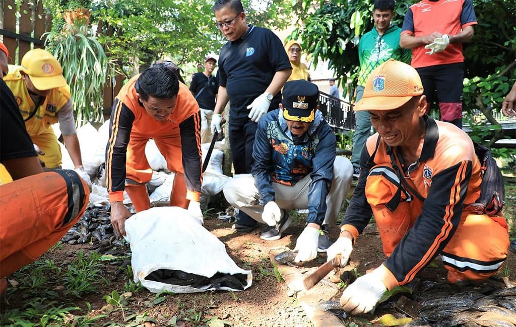 Wali Kota Jaksel Pastikan Ikan Sapu-Sapu Mati sebelum Dikubur, Sesuai Saran MUI