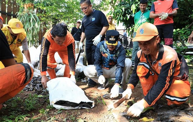 Wali Kota Jaksel Pastikan Ikan Sapu-Sapu Mati sebelum Dikubur, Sesuai Saran MUI