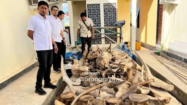 Terungkap Perdagangan Satwa Dilindungi di Sorong, 13 Tengkorak Buaya 91 Tulang Paus Disita