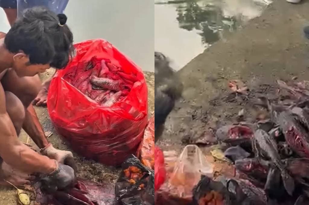 Satpol PP Tangkap 5 Penjual Ikan Sapu-Sapu di Jakpus, Diduga Jadi Bahan Siomay