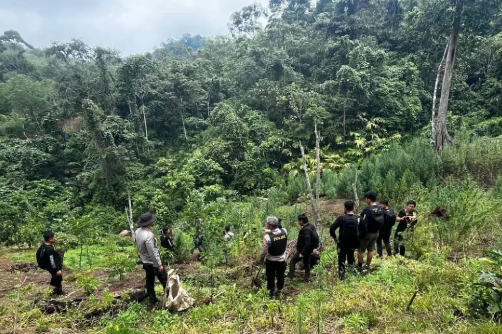 Polisi Kejar 4 DPO usai Bongkar Ladang Ganja 20 Hektare di Empat Lawang