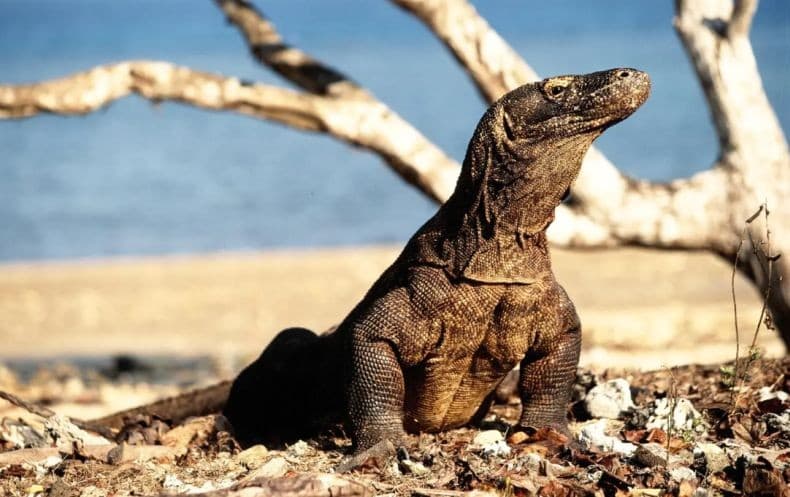 Indonesia Pinjamkan Sepasang Komodo ke Kebun Binatang Jepang, Ditukar Panda Merah