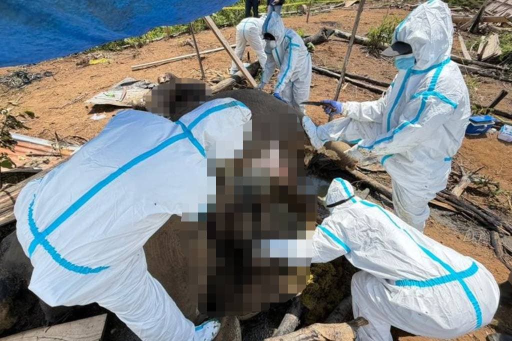 Kemenhut Usut Kematian 2 Gajah di Bengkulu, Libatkan Tim Gabungan