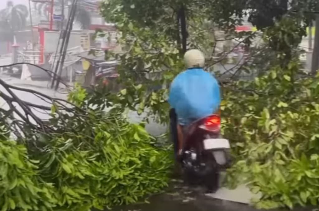 Hujan Deras dan Angin Kencang, Pohon di 7 Kelurahan Bekasi Tumbang