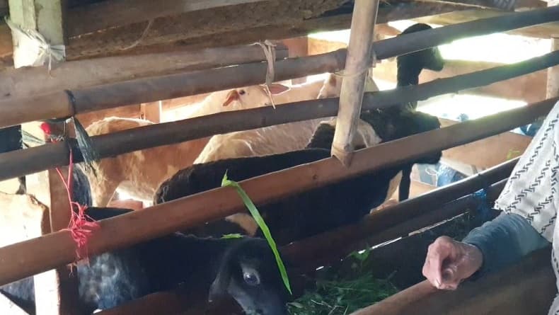 Belasan Domba Kurban Mati Misterius di Sumedang, Ditemukan Luka di Perut