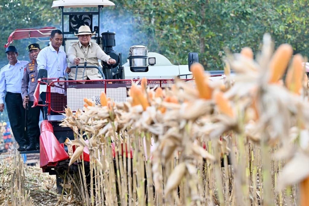 Momen Prabowo Panen Raya Jagung di Tuban, Bertopi Koboi sambil Kendarai Corn Reaper Machine