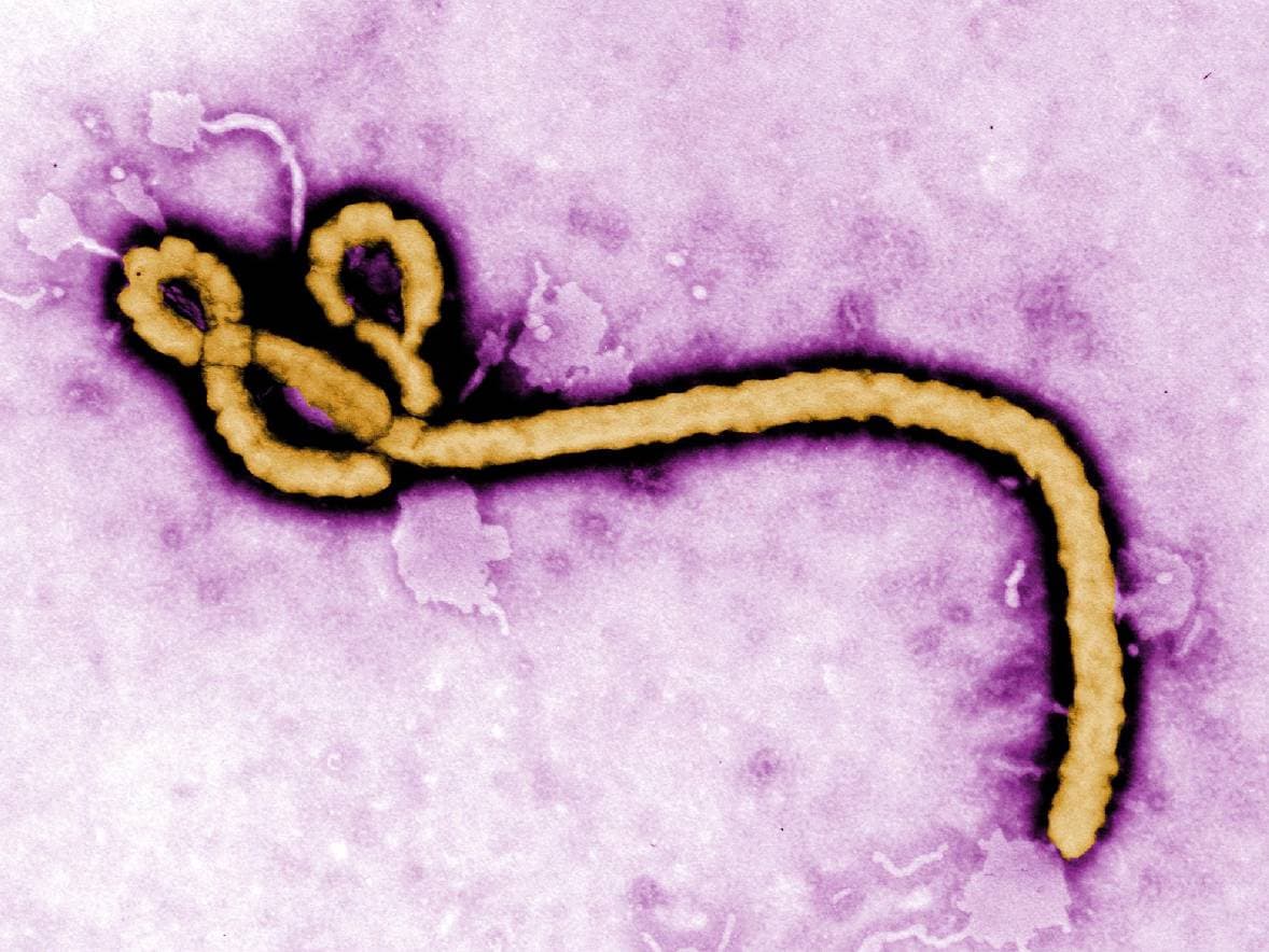 Apa Itu Virus Ebola Bundibugyo yang Ditetapkan WHO sebagai Darurat Global?