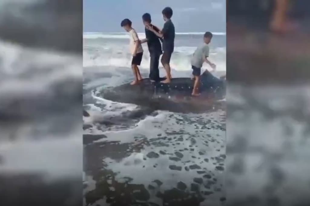 Hiu Tutul Sepanjang 6,5 Meter Mati Terdampar di Pantai Kenari Cilacap