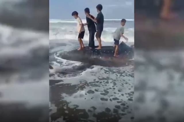 Hiu Tutul Sepanjang 6,5 Meter Mati Terdampar di Pantai Kenari Cilacap