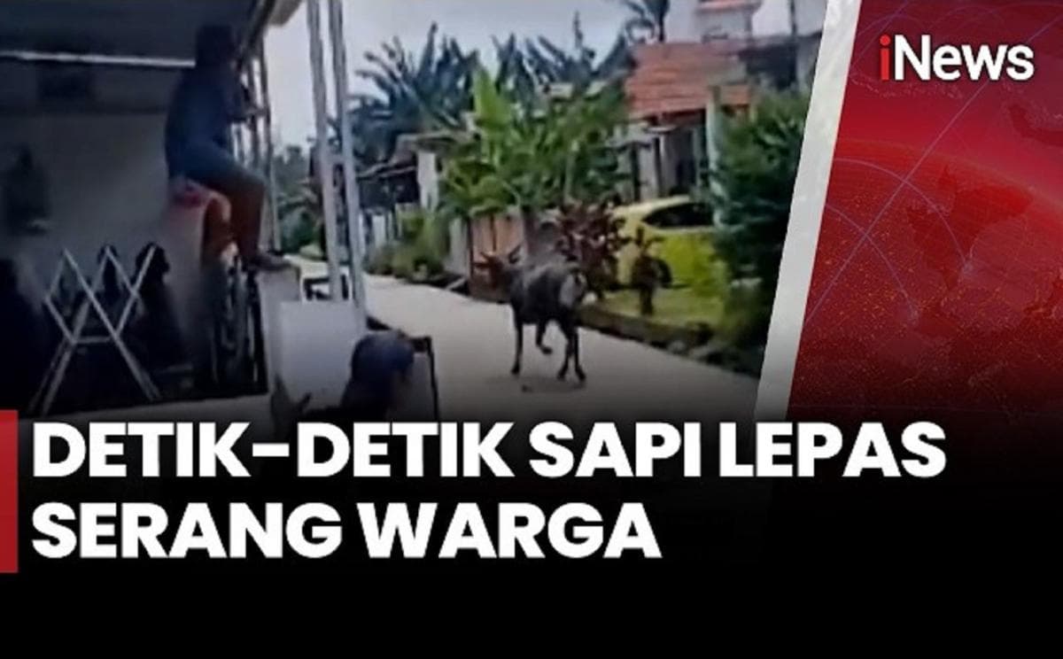 Heboh! Sapi Hewan Kurban Lepas Mengamuk dan Serang Warga