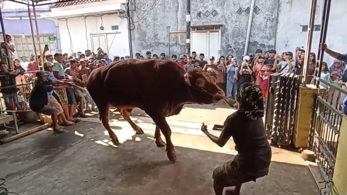 Penyembelihan Sapi Kurban Jumbo Sapu Jagad di Kendal Dramatis, Tali Putus Saat  Dirobohkan