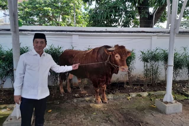 Penampakan Si Jalu, Sapi Kurban Presiden Prabowo Berbobot 1,2 Ton di Karawang Bikin Heboh