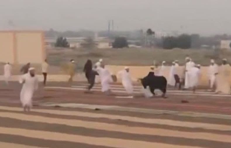 Kerbau Kurban Ngamuk saat Salat Idul Adha, Jemaah Panik Bubar