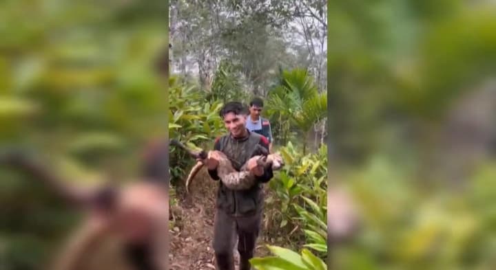 Kucing Emas Terjerat Jerat Babi, Dievakuasi BKSDA di Simpang Tonang Selatan Kucing Emas Terjerat Jerat Babi, Dievakuasi BKSDA di Simpang Tonang Selatan