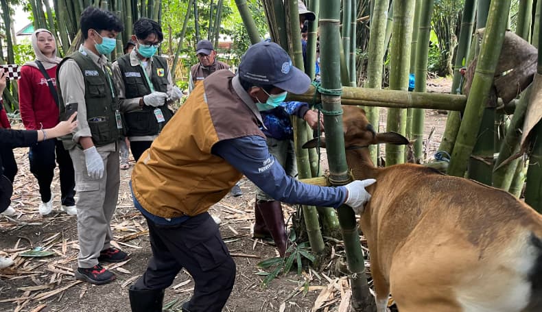 Mengerikan! 120 Sapi Terkena PMK di Maros, Mahasiswa Unhas dan Pemerintah Gelar Vaksin Gratis