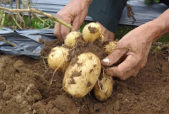 Desa Clekatakan Optimis Menjadi Penghasil Kentang Unggulan, Siap Saingi Dieng