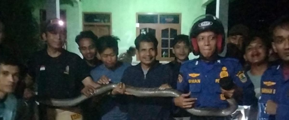 Geger Kemunculan Ular King Cobra Besar di Kediaman Warga, Damkar Karawang Langsung Evakuasi