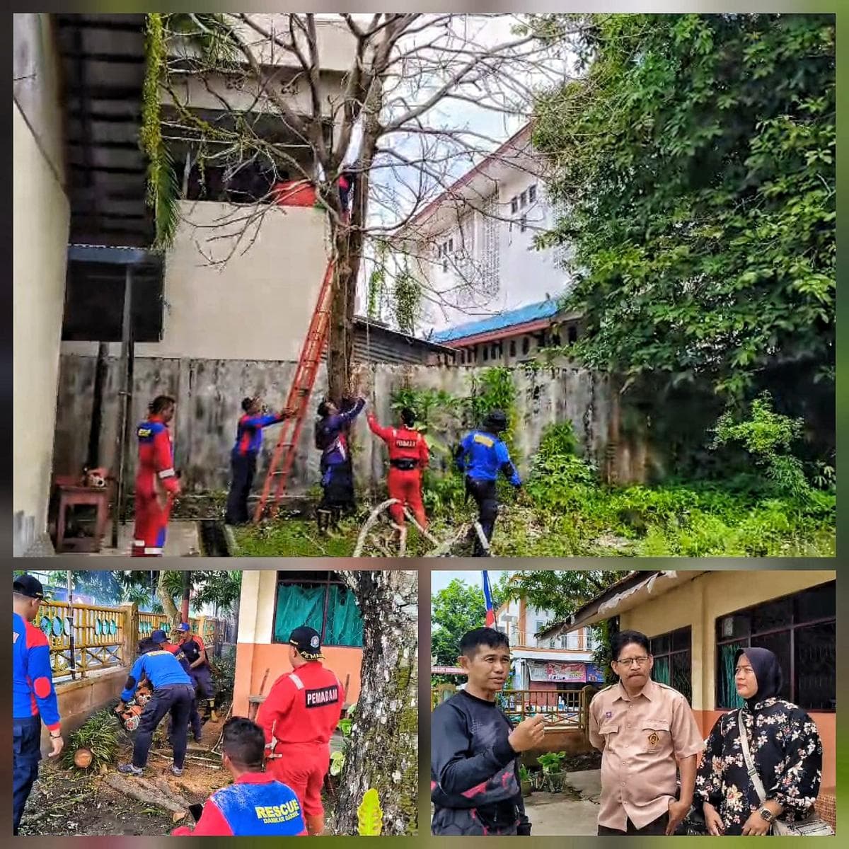 Damkar Barito Selatan Tebang Pohon Mati di SDN 1 dan 10 Buntok Demi Keamanan Siswa