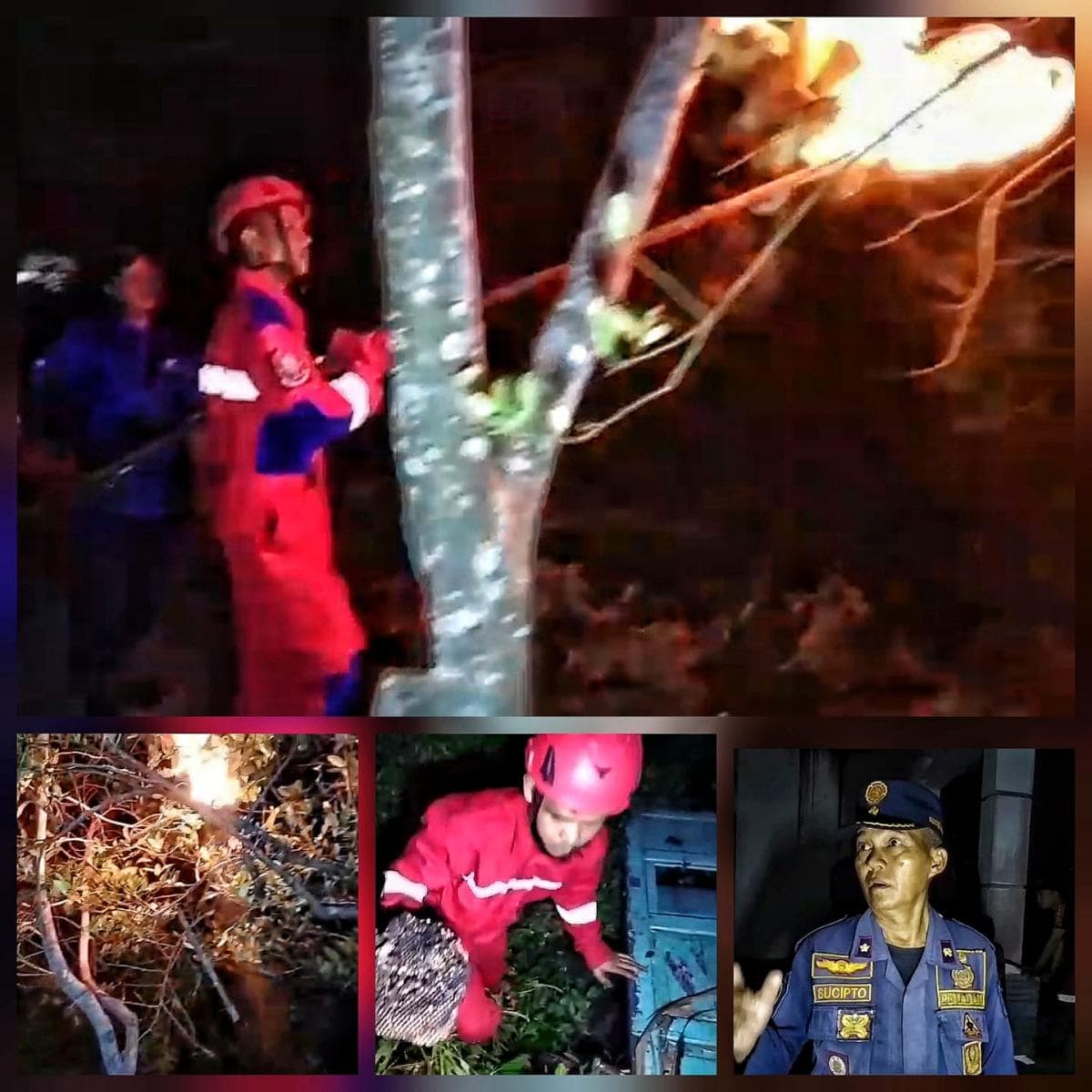 Petugas Damkar Palangka Raya Musnahkan Sarang Tawon Vespa Berbahaya di Pohon Jambu Mente