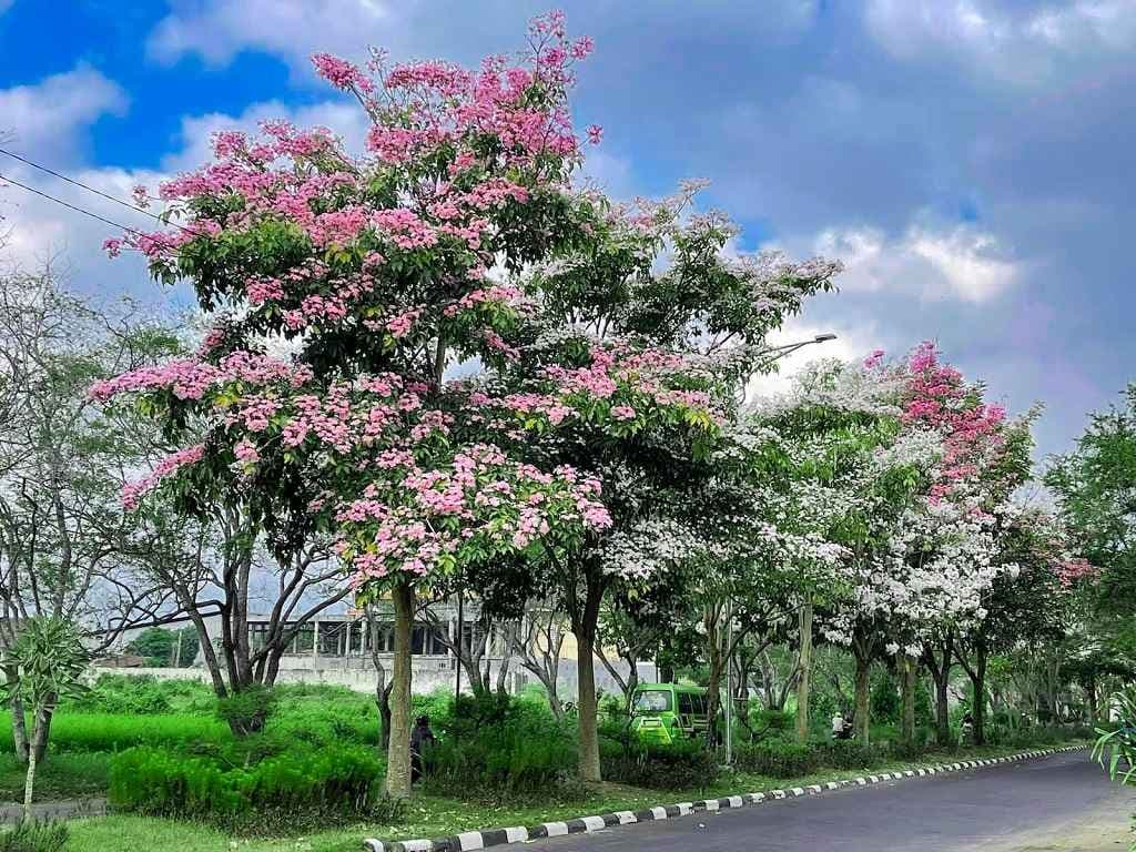 Tabebuya Hiasi Embong Kembar, Warga Lumajang Serasa di Negeri Sakura