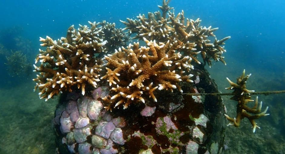 Kitab Tua Laut Tangkolak, dari Halaman yang Robek Menuju Bab Penebusan