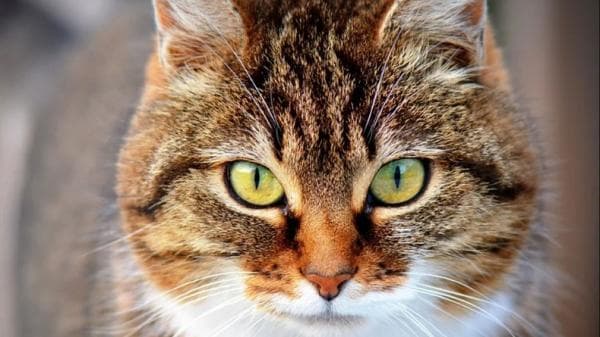 Ini Alasan Kenapa Kucing Tidak Masuk Surga